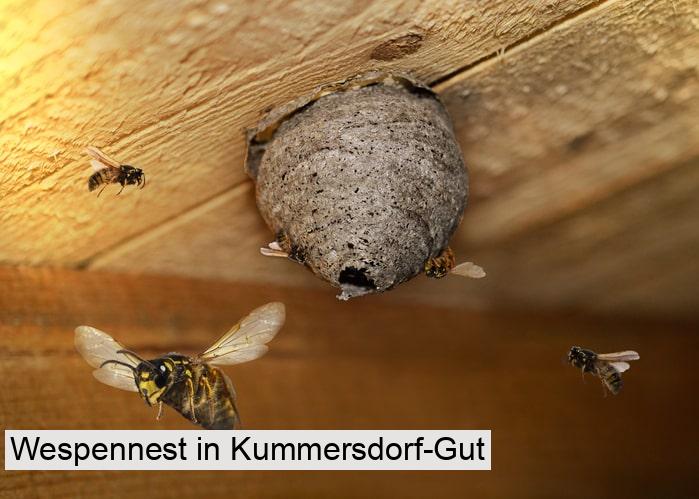 Wespennest in Kummersdorf-Gut
